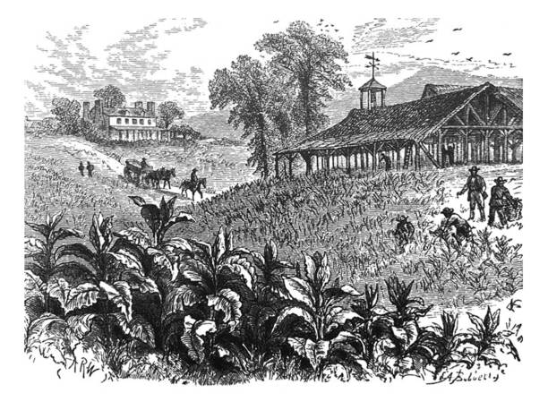 ilustrações, clipart, desenhos animados e ícones de ilustração antiga-1878 geografia-plantação de tabaco - plantação