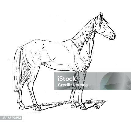 istock Antique illustration: Barbe Horse 1346529693
