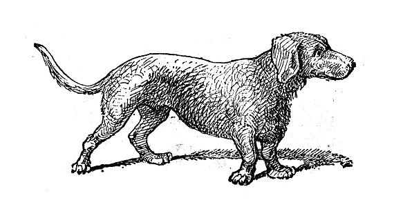 Antique illustration: Basset dog