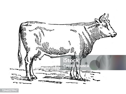 istock Antique illustration: Cattle 1346021947
