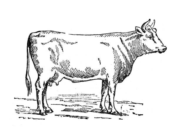 Antique illustration: Cattle vector art illustration