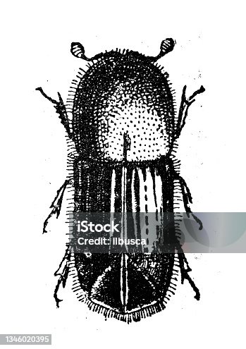 istock Antique illustration: European spruce bark beetle (Ips typographus) 1346020395