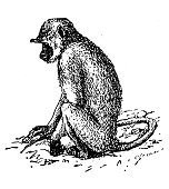 istock Antique illustration: Gray langur, also called Hanuman langur, Hanuman monkey, Semnopithecus 1362555488