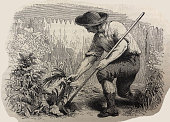 istock Antique illustration - Harper's Magazine - man in a garden bending down to pull weeds 1329721118