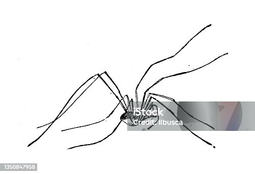 istock Antique illustration: Harvest spider 1350847958