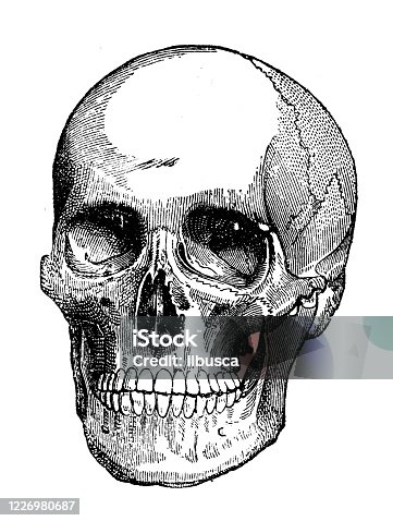 istock Antique illustration: human skull 1226980687