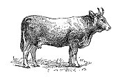 istock Antique illustration: Limousine cattle 1363969626