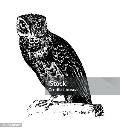 istock Antique illustration: Little owl 1346530469