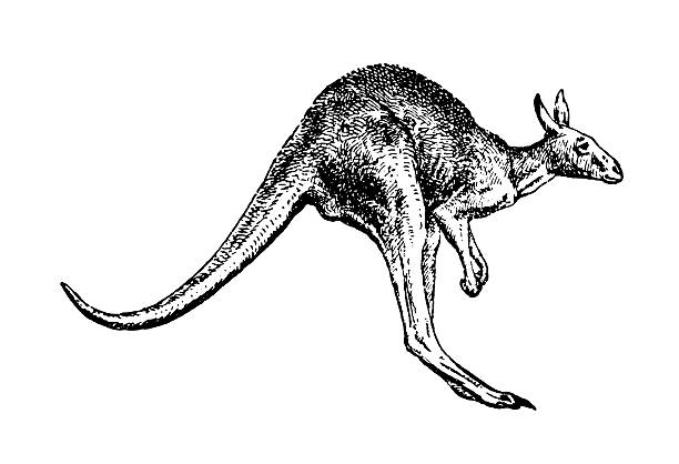 Antique illustration of a kangaroo in black over white "Old engraving of a kangaroo, isolated on white. Scanned at 600 DPI with very high resolution. Published in Systematischer Bilder-Atlas zum Conversations-Lexikon, Ikonographische Encyklopaedie der Wissenschaften und Kuenste (Brockhaus, Leipzig) in 1875. Photo by N.Staykov (2008). .CLICK ON THE LINKS BELOW FOR HUNDREDS MORE SIMILAR IMAGES:" kangaroo stock illustrations