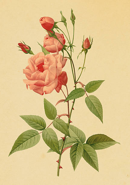 Tea Rose Clip Art, Vector Images & Illustrations - iStock
