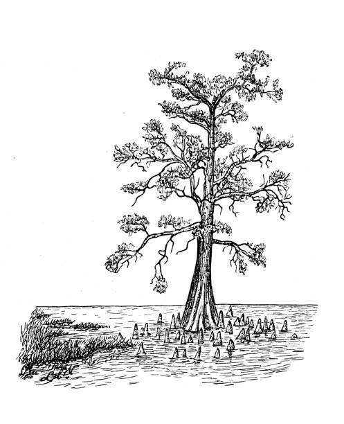stockillustraties, clipart, cartoons en iconen met antieke illustratie van kale cipres, moerasvorm, beerlijke wortels - bald cypress tree