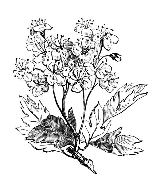 Antique illustration of common hawthorn Antique illustration of common hawthorn may flowers stock illustrations