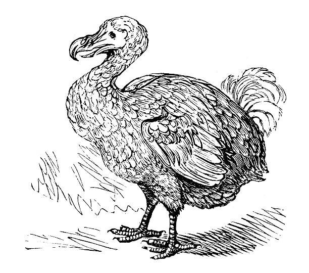Royalty Free Dodo Bird Clip Art, Vector Images & Illustrations - iStock