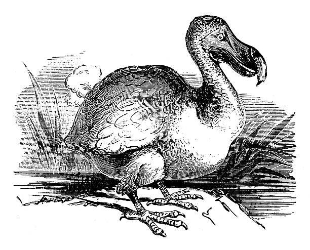 Dodo Birds Drawing Illustrations, Royalty-Free Vector Graphics & Clip ...
