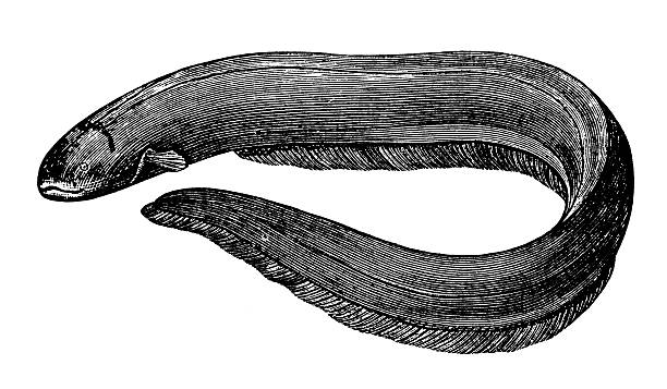 앤틱형 일러스트 전기뱀장어 (electrophorus electricus) - 전기뱀장어 stock illustrations