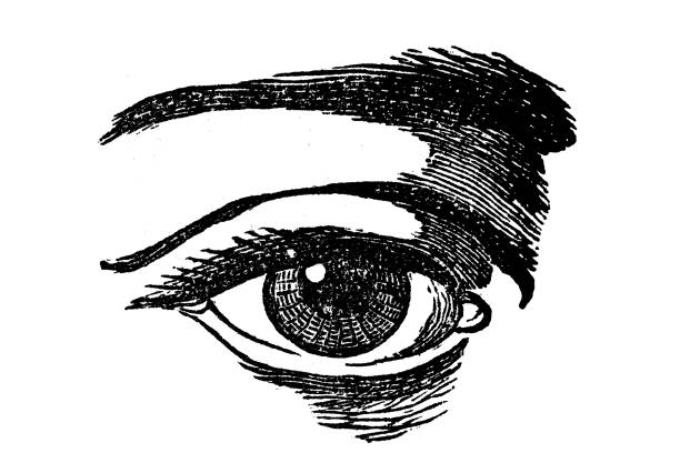 Antique illustration of eye Antique illustration of eye eye drawings stock illustrations