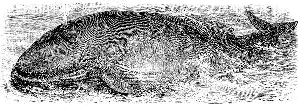 bildbanksillustrationer, clip art samt tecknat material och ikoner med antique illustration of fin whale (balaenoptera physalus) - blue whale