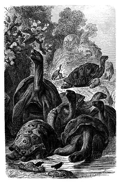 vintage illustration der galapagos-riesenschildkröte (chelonoidis nigra) - galápagos stock-grafiken, -clipart, -cartoons und -symbole