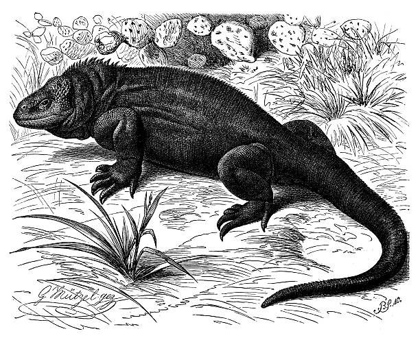 vintage illustration der galapagos land iguana (conolophus subcristatus) - galápagos stock-grafiken, -clipart, -cartoons und -symbole