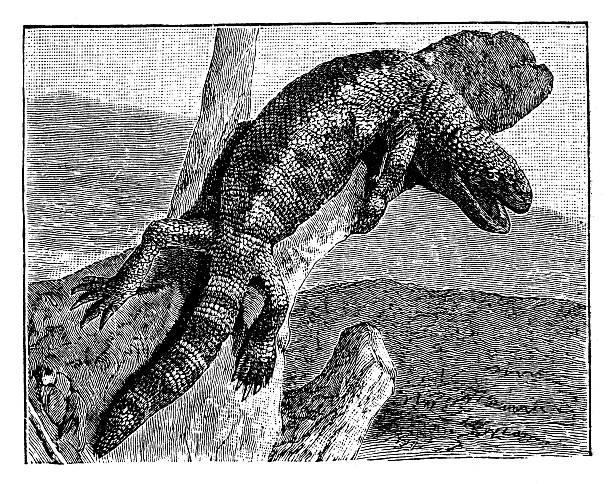 antique illustration of gila monster (heloderma suspectum) - gila canavarı ...