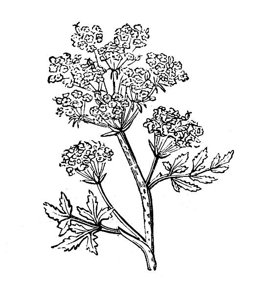 Royalty Free Hemlock Tree Clip Art, Vector Images & Illustrations - iStock