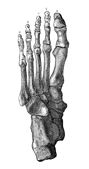 Antique Illustration Of Human Body Anatomy Foot Stock Illustration ...