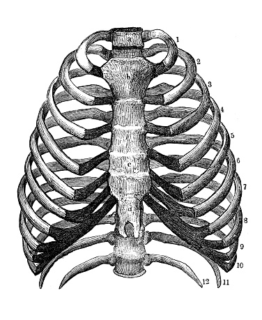 Antique Illustration Of Human Body Anatomy Rib Cage Stock Illustration ...