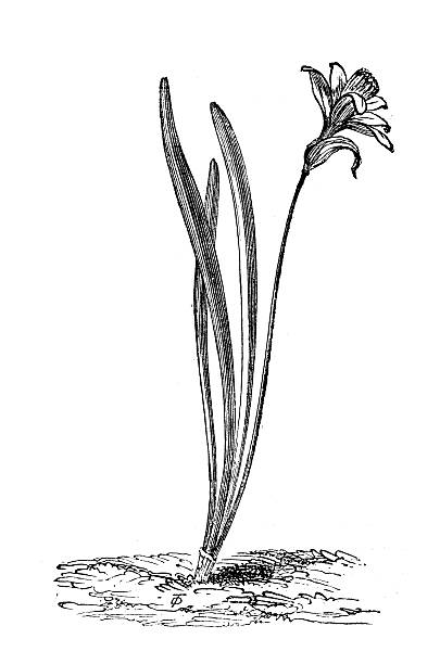 Antique illustration of Narcissus pseudonarcissus (wild daffodil or Lent lily) Antique illustration of Narcissus pseudonarcissus (wild daffodil or Lent lily) lent stock illustrations