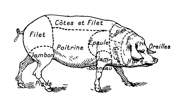 Antique illustration of pork swine pig meat section (french) Antique illustration of pork swine pig meat section (french) pig drawings stock illustrations