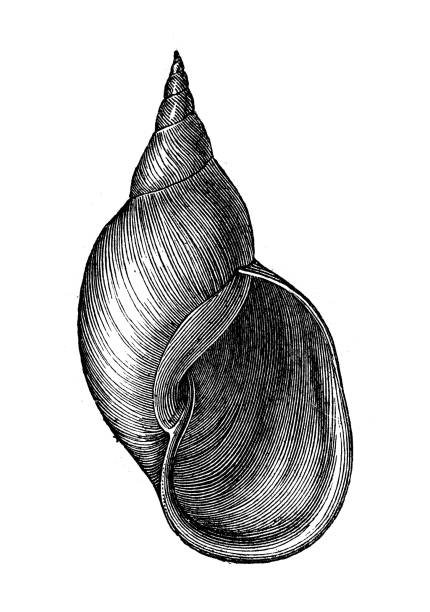 illustrations, cliparts, dessins animés et icônes de ancienne illustration de shell lymnaea stagnalis (great pond escargot) - bulots