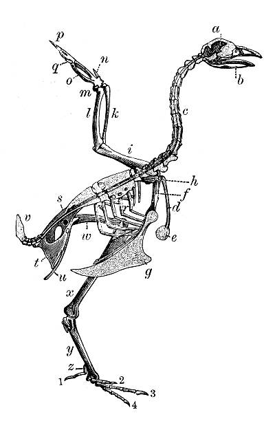 illustrations, cliparts, dessins animés et icônes de ancienne illustration de structure de poulet bird () - squelette oiseau