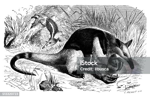 istock Antique illustration of southern tamandua (Tamandua tetradactyla) 513320723