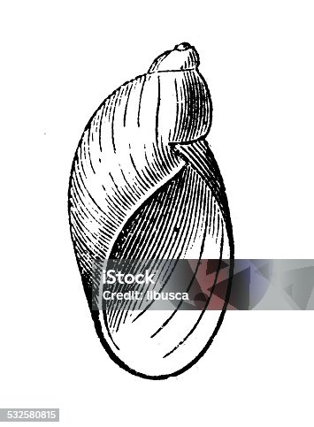 istock Antique illustration of Succinea amphibia shell 532580815