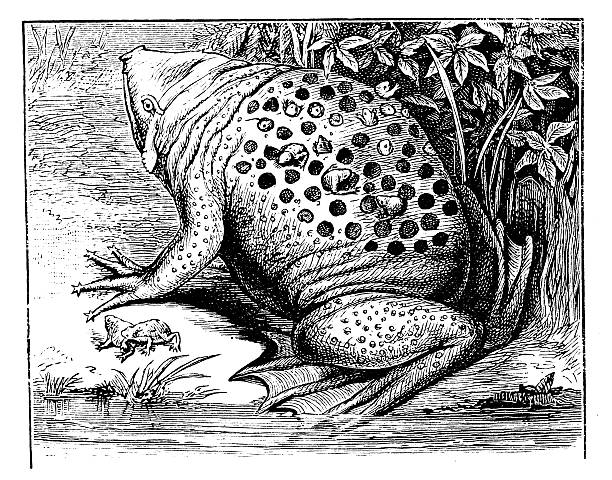 stockillustraties, clipart, cartoons en iconen met antique illustration of surinam toad or star-fingered toad (pipa pipa) - suriname