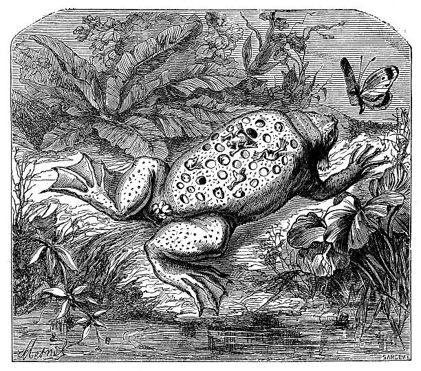 stockillustraties, clipart, cartoons en iconen met antique illustration of surinam toad or star-fingered toad (pipa pipa) - suriname