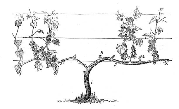 illustrations, cliparts, dessins animés et icônes de illustration antique de la formation de raisin de vignoble - vigne gravure