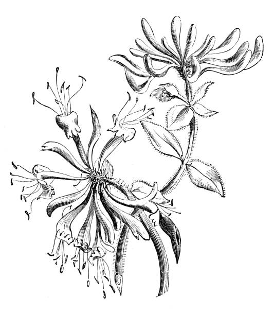 Honeysuckle Flower Line Drawing : Royalty free honeysuckle clip art vector images