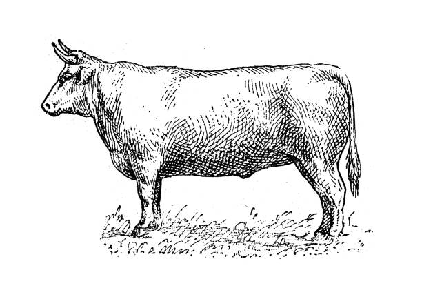 Antique illustration: Ox vector art illustration