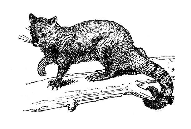 Antique illustration: Phalanger Antique illustration: Phalanger virginia opossum stock illustrations