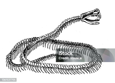 istock Antique illustration: Pit viper skeleton 1361537705