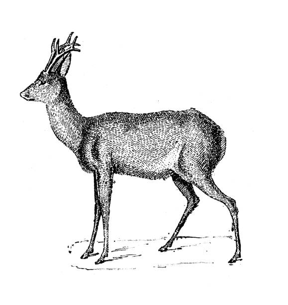 bildbanksillustrationer, clip art samt tecknat material och ikoner med antique illustration: roe deer - rådjur