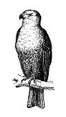 istock Antique illustration: Sea eagle 1360018586