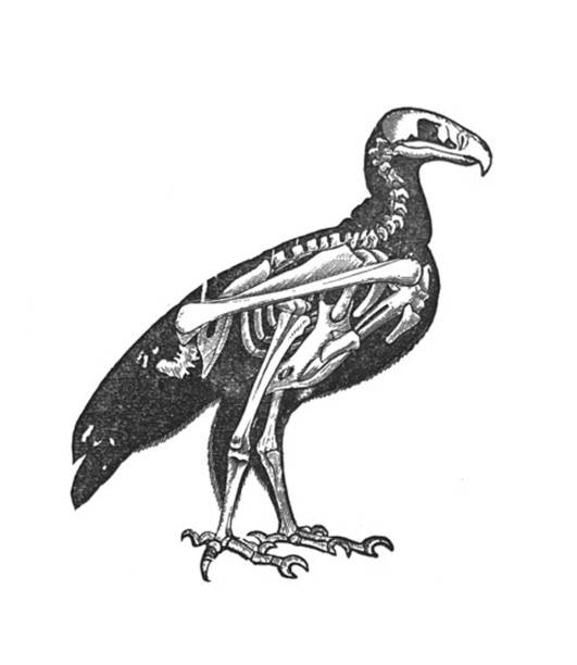 illustrations, cliparts, dessins animés et icônes de illustration antique - squelette d'un oiseau - squelette oiseau