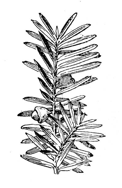 Antique illustration: Taxus baccata, Yew Antique illustration: Taxus baccata, Yew yew lake stock illustrations