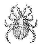 istock Antique illustration: Tick 1363270730