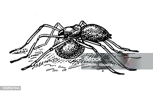 istock Antique illustration: Types of eggs, Ocyale (spider) 1358967044
