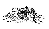 istock Antique illustration: Types of eggs, Ocyale (spider) 1358967044