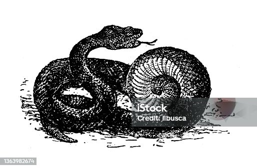 istock Antique illustration: Vipera aspis, asp viper 1363982674