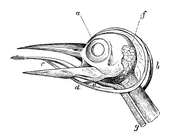 illustrations, cliparts, dessins animés et icônes de antique scientifique médicale illustration: oiseau tête anatomie - squelette oiseau