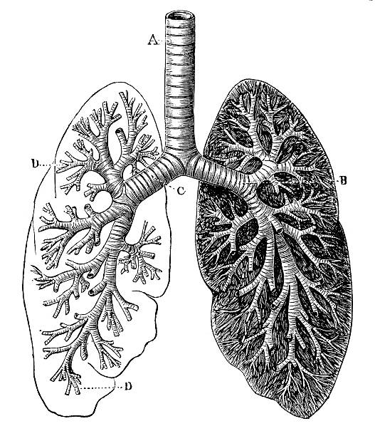 Antique medical scientific illustration high-resolution: bronchial tree  biomedical illustration stock illustrations